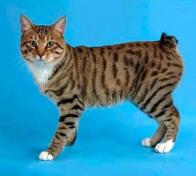 Порода кошек без хвоста - название пород, описание и фото