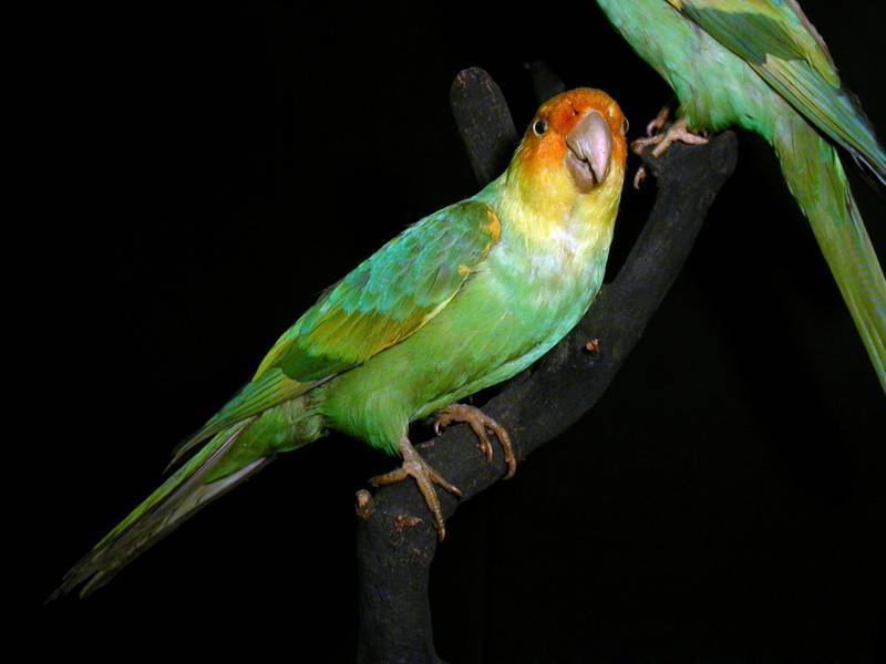 Wikizero - маскаренский попугай