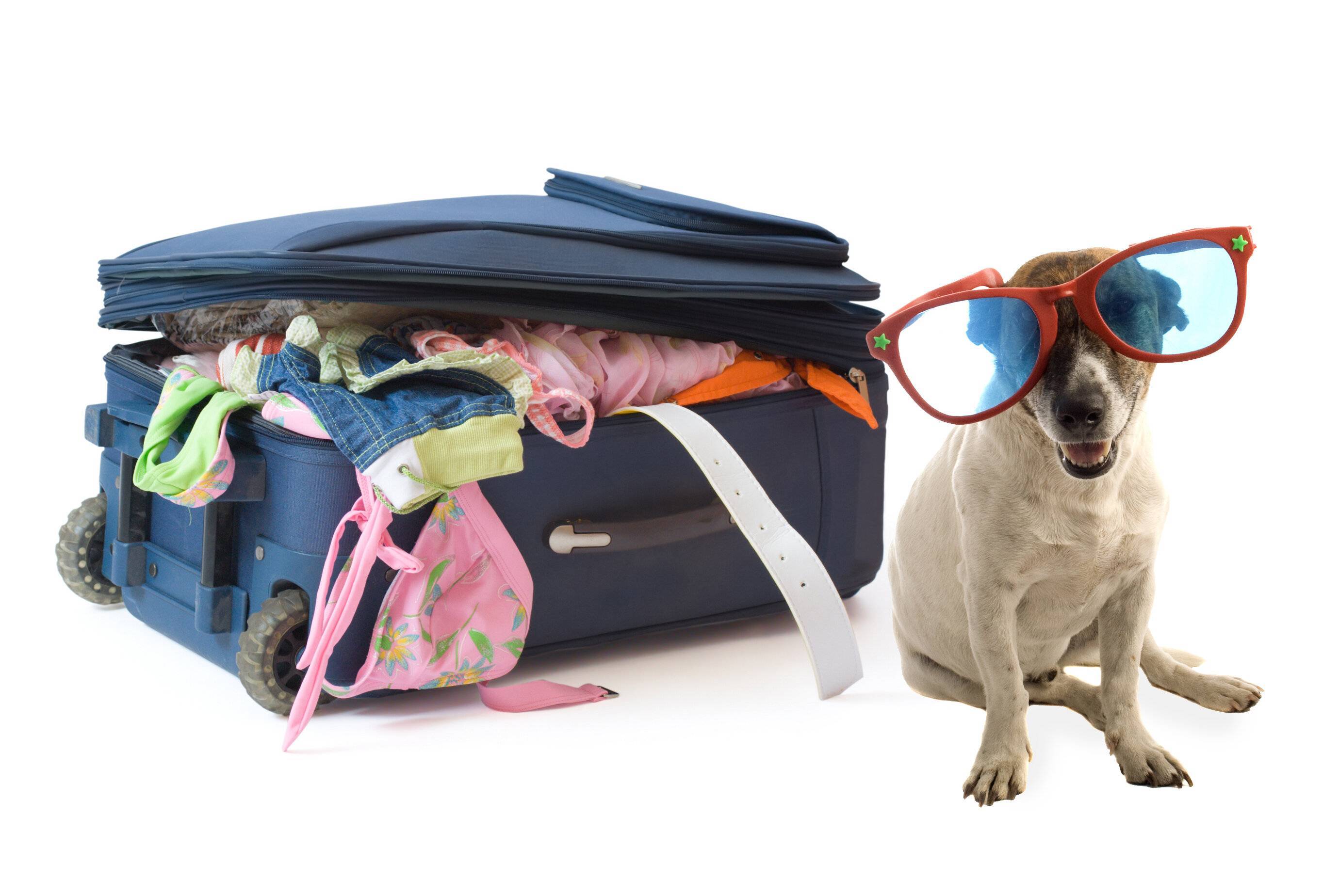 Где оставить собаку на время отпуска: все возможные и варианты
