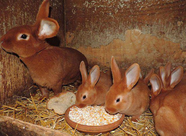 Кролик строкач: описание породы и характеристика, правила разведения