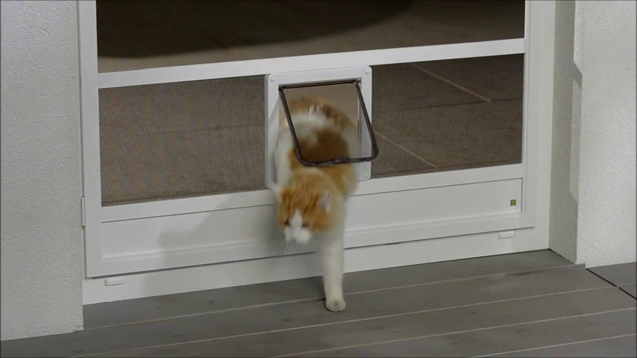 Кот гадит у входной двери: что делать, почему происходит