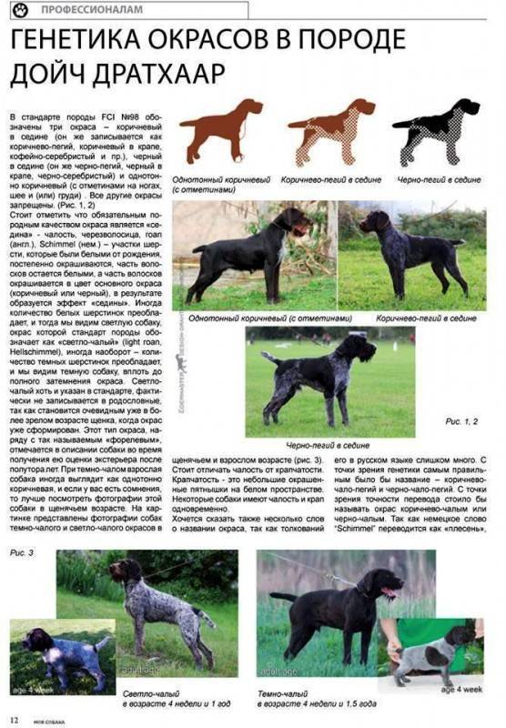 Породы собак с фотографиями и названиями описание породы