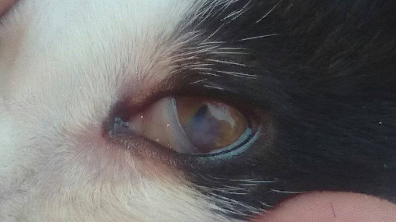Бельмо на глазу у кошки: причины и лечение