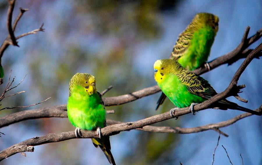 Где живут попугаи - родина волнистых попугаев, ареал обитания в природе