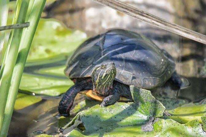 Экзотические черепахи могут вытеснить болотных из рек столицы