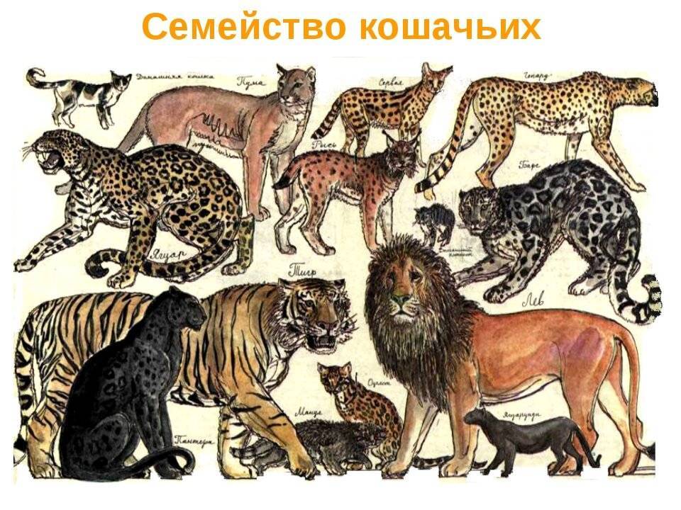 Виды пород диких кошек: список животных семейства кошачьих, описание