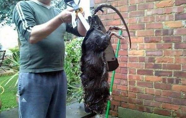 Самая большая крыса в мире: фото гиганских и редких особей - kotiko.ru