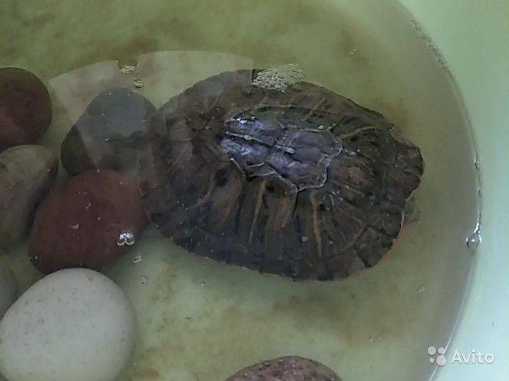Почему красноухая черепаха плавает «на один бок», брюхом вверх или задом