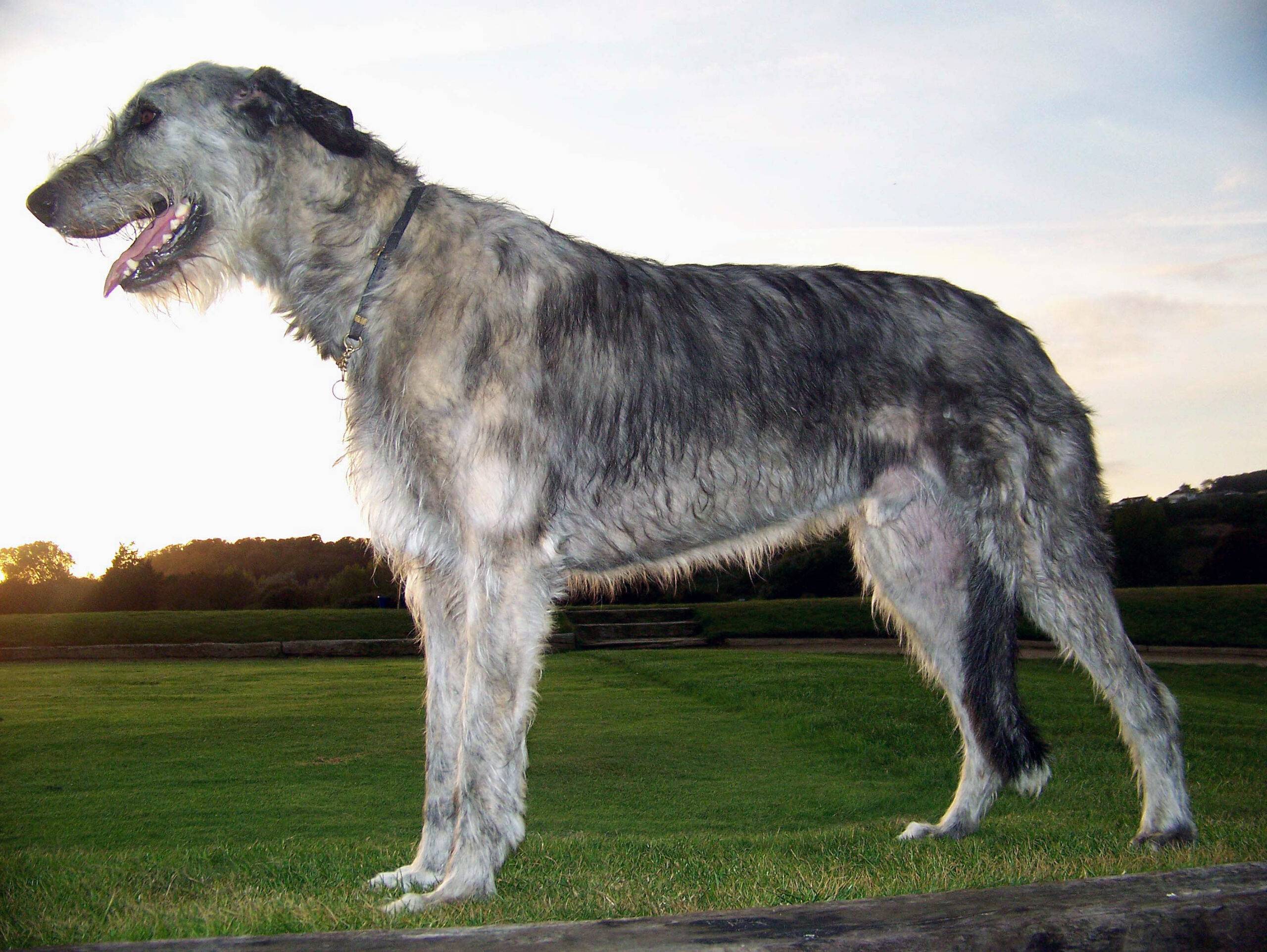 ᐉ описание породы ирландский волкодав - ➡ motildazoo.ru