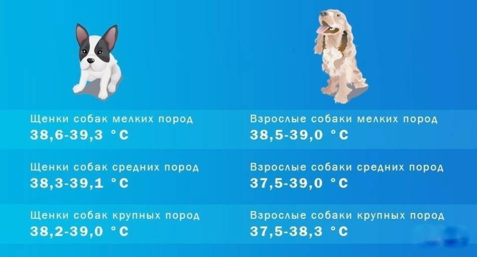 Какая нормальная температура тела у собак? как измерить температуру собаке?