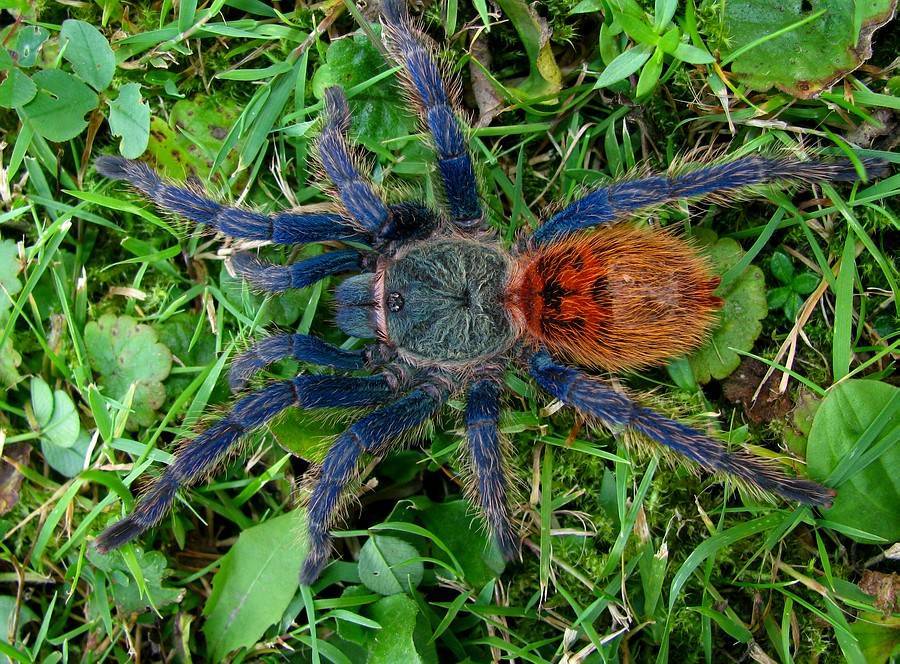 Как выглядит паук тарантул