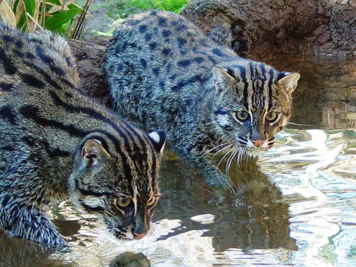 Кот рыболов. среда обитания и образ жизни кота рыболова | животный мир