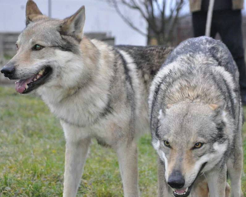 Волчья собака сарлоса: описание породы, цена щенков