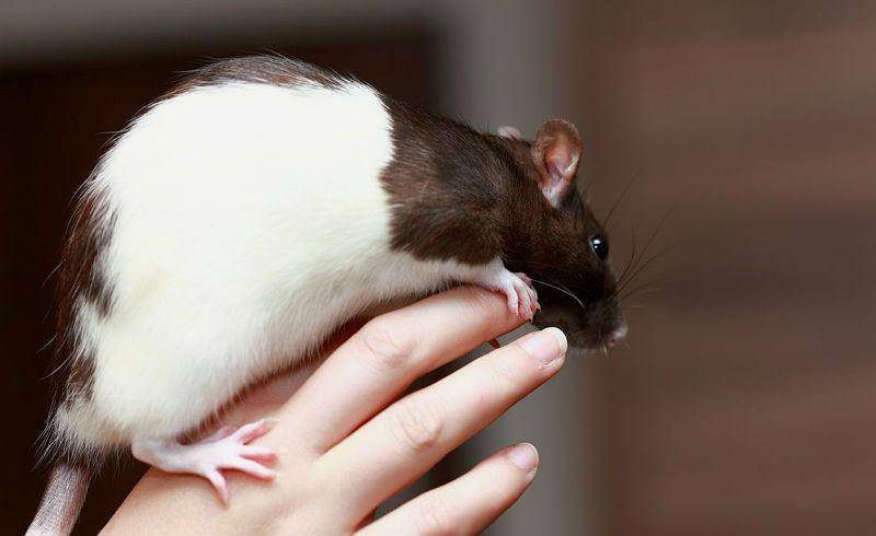 Как ухаживать за декоративными крысами в домашних условиях