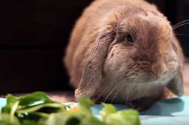Можно ли давать кроликам полынь: польза или вред, как кормить полынью