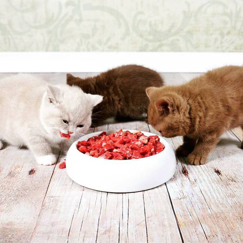 Можно ли размачивать сухой корм для кошек и котов (видео)