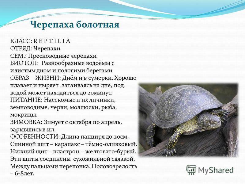 Болотная черепаха: содержание и уход в домашних условиях, рацион и размножение речной рептилии
