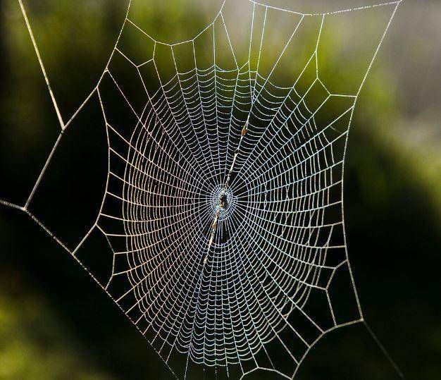 Описание того, как паук плетет паутину – особенности процесса и функции паутины