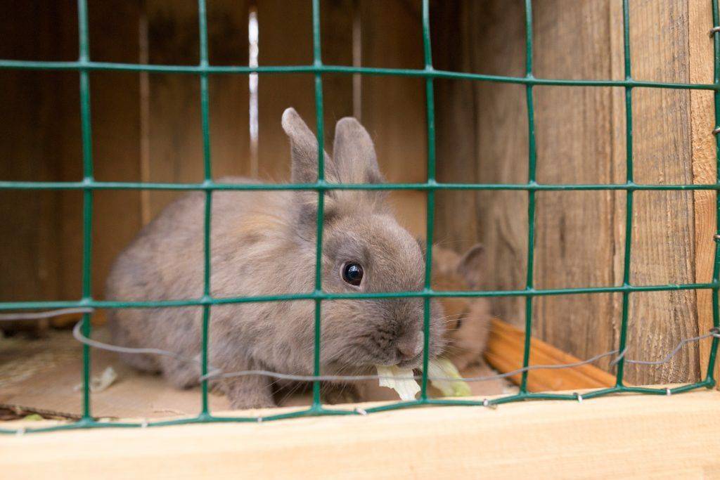Почему кролики грызут деревянные клетки: причины, и что делать