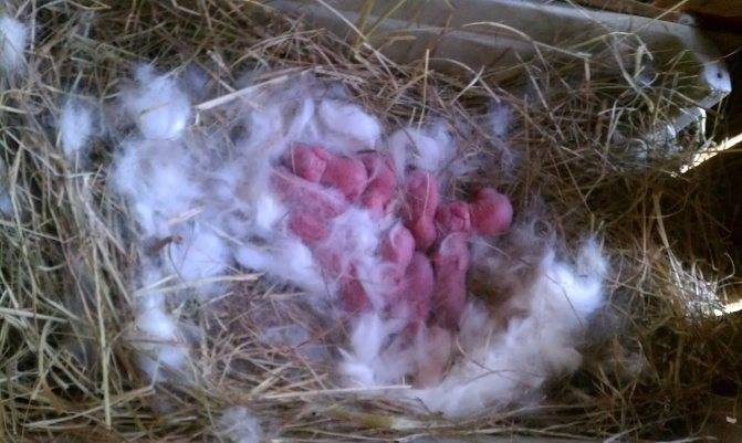 Беременность крольчихи: сколько длится, признаки, рекомендации