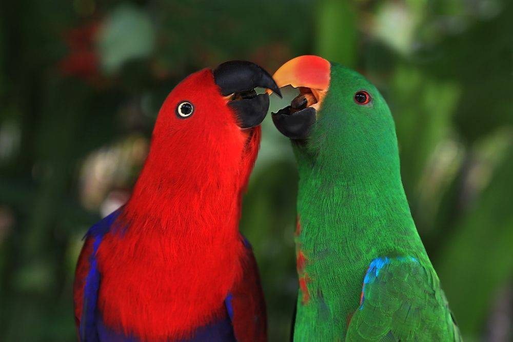 Какарик (36 фото): разговаривают ли попугаи? описание новозеландского горного попугая и других видов. особенности содержания и разведения. отзывы владельцев