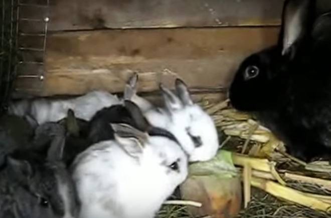 Можно ли давать кроликам ботву моркови и других овощей?