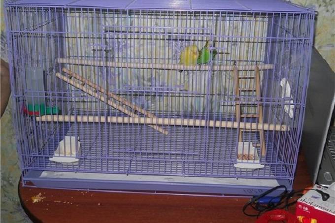 Клетка для волнистого попугая (37 фото): какой должен быть размер? нужно ли оборудовать зеркалом? как выбрать клетку для двух попугаев?