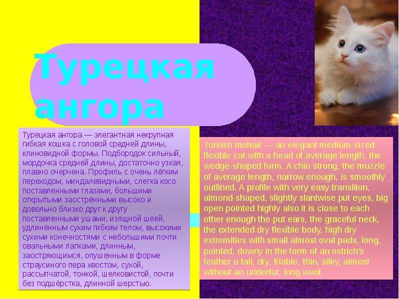 Турецкая ангора (ангорская кошка): описание породы, характер, отзывы (с фото)
