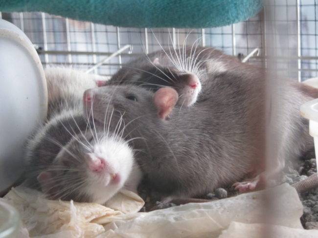 Уход за крысой в домашних условиях. что важно знать о крысах?