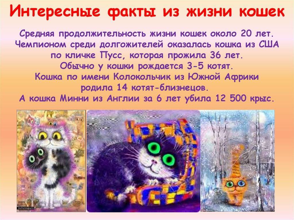 Всемирный день кошек: 8 августа или 1 марта