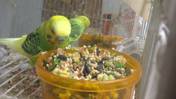 Чем, кроме корма, можно кормить волнистого попугая?
