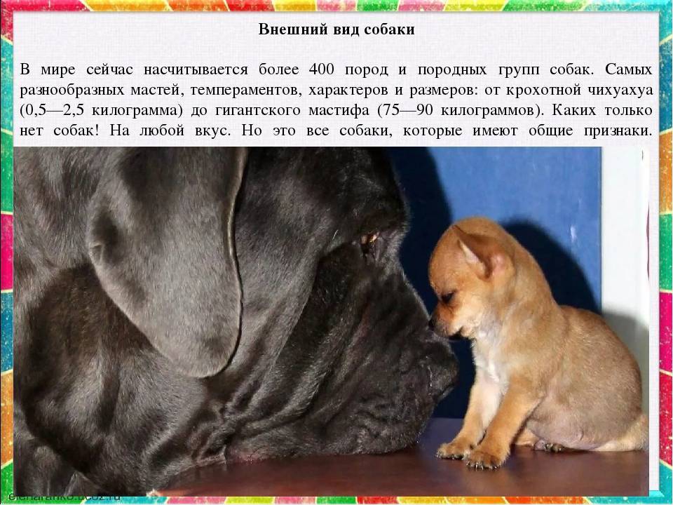 ᐉ описание породы собак бурят-монгольский волкодав (хотошо) с отзывами владельцев и фото - zoogradspb.ru