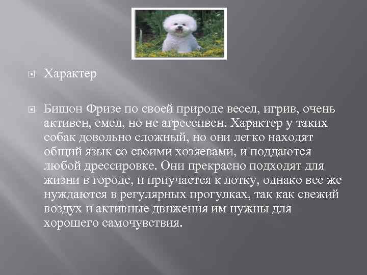 Собака бишон фризе: отзывы владельцев, минусы и плюсы, описание породы, уход и содержание :: syl.ru