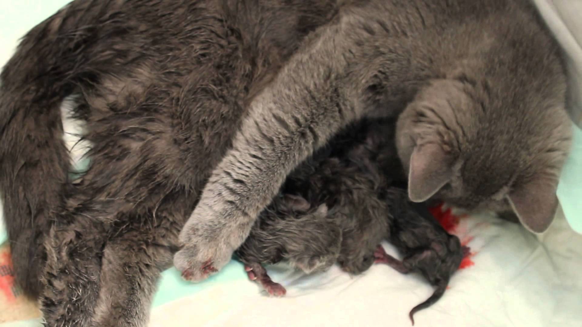 Через сколько кошка может забеременеть после родов | когда начинает гулять