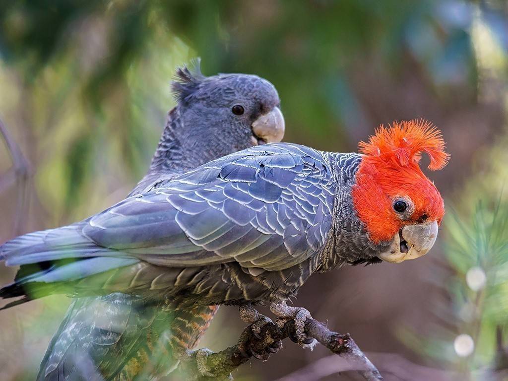 Попугаи австралии: краткий обзор