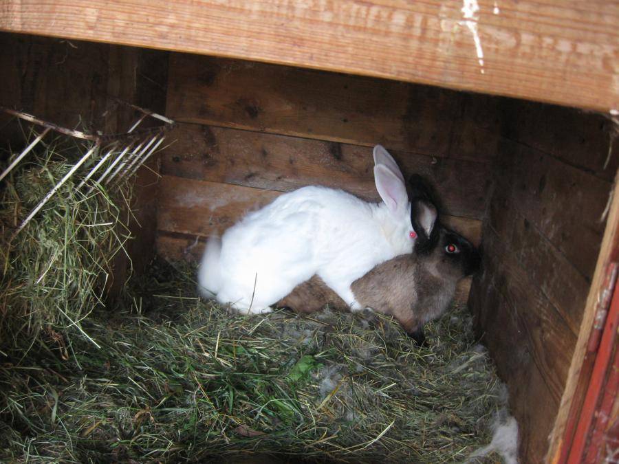 Кролики: разведение и содержание в домашних условиях в клетке