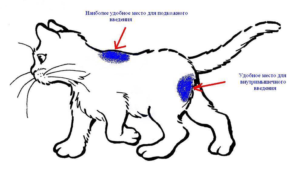 Как сделать укол коту:в холку и внутримышечно в домашних условиях.