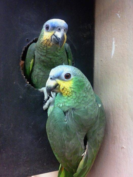 Виды говорящих попугаев или какие попугаи говорят лучше всех - (обновлено)
