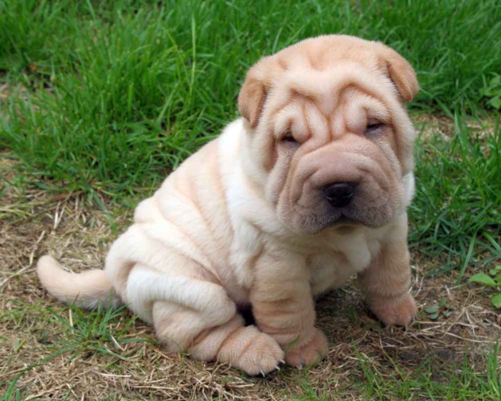 Карликовый шарпей фото взрослой собаки