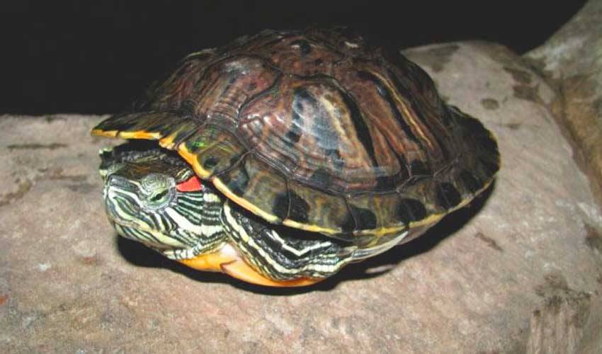 Спячка черепахи (зимовка) - все о черепахах и для черепах