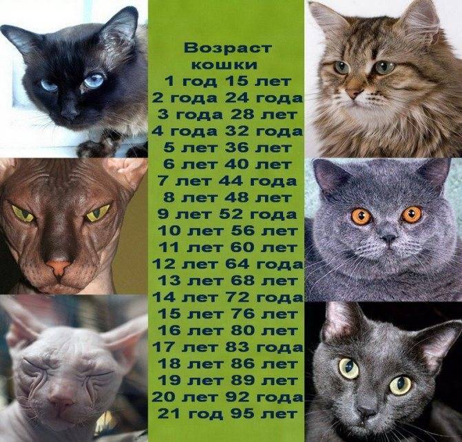 Возраст кошек и котят по человеческим меркам (таблица и калькулятор)