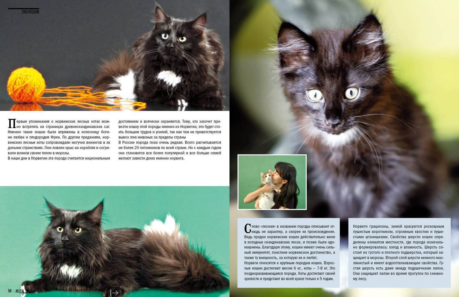 Порода кошек нибелунг: описание, характер и фото