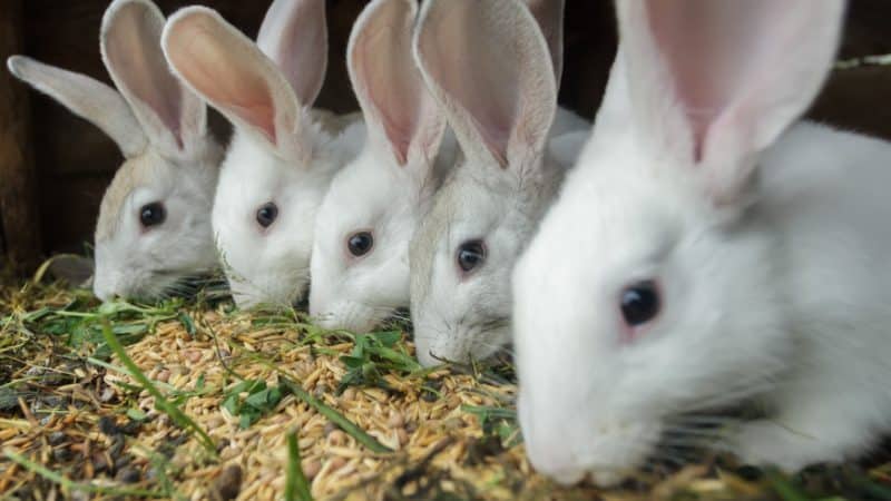 Чем нельзя кормить кроликов: рекомендации специалистов и полезные советы