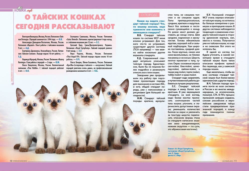 Сиамские кошки: фото, описание породы и характера, отзывы владельцев