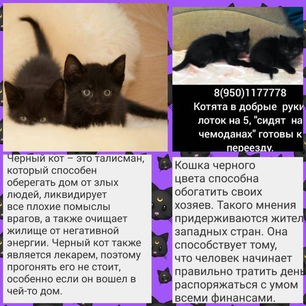 Подобрать имя котенку. Имена для кота мальчика че. Как назвать котёнка мальчика счёрного. Имя для чёрного котёнка мальчика. Кличка для черного кота.