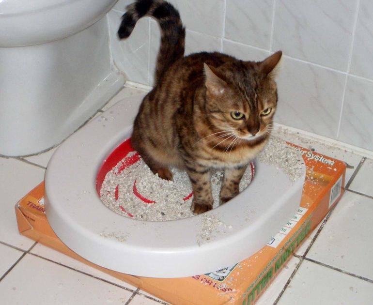 Что делать, если котенок не ходит в туалет? рекомендации на petstory