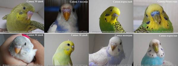 Рекомендации специалистов, как можно отличить самку от самца волнистого попугая разными методами - твой питомец