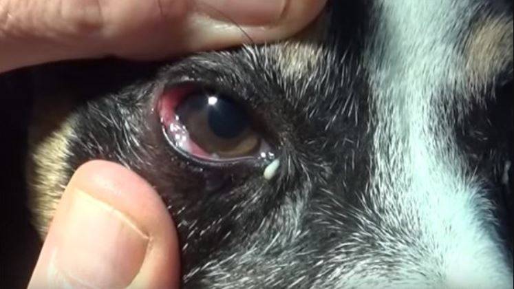 У собаки красные глаза: чем лечить, что делать, причины и лечение