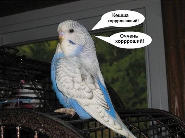 Как научить волнистого попугая говорить | обучение разговору волнистого попугайчика