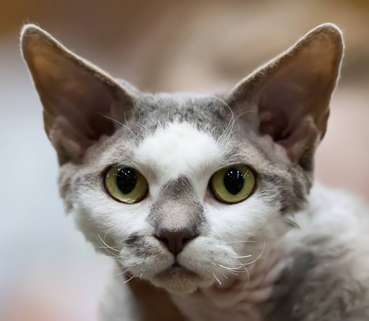 Гипоаллергенные породы кошек. описание, названия, особенности и фото кошек | животный мир